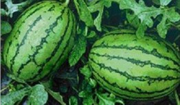 免费吃的瓜最新